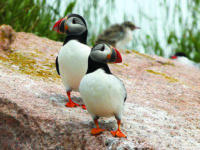 Ornithologist uses bird decoys to lure puffins