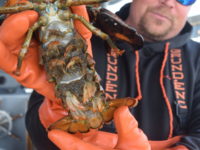 Fisherman shows the sights and how lobsters are caught