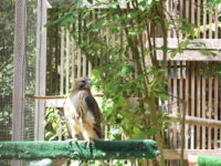 Sanctuary shelters injured avian and preserves ornithologist’s legacy